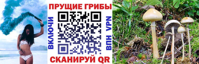 наркота  Чита  блэк спрут ТОР  Псилоцибиновые грибы ЛСД 